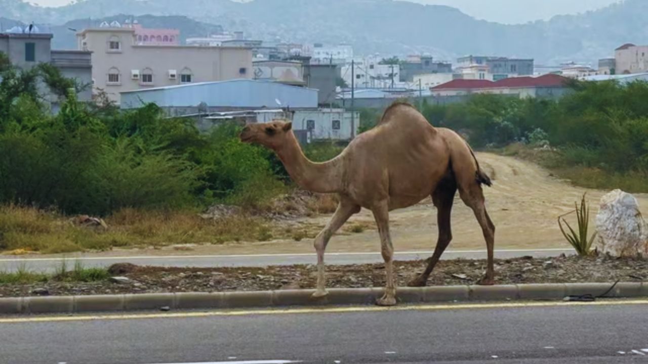 الإبل السائبة تعيق حركة المرور وتتلف البنية التحتية في ممشى قنا