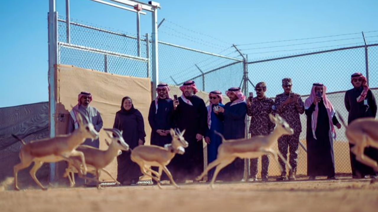 محمية الملك خالد تعيد توطين الكائنات الفطرية وتنشط السياحة البيئية